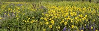 Wildflowers in a field, Crested Butte, Gunnison County, Colorado, USA Fine Art Print