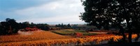 Autum in the Vineyards, Provence-Alpes-Cote d'Azur, France Fine Art Print