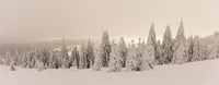 Snow covered trees on a hill, Feldberg, Black Forest, Baden-Wurttemberg, Germany Fine Art Print
