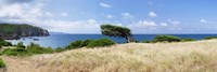 Bended trees on the bay, Bay Of Buggerru, Iglesiente, Sardinia, Italy Fine Art Print