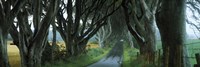 Road at the Dark Hedges, Armoy, County Antrim, Northern Ireland Fine Art Print