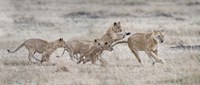 Lioness (Panthera leo) and cubs at play, Kenya Fine Art Print