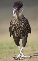 Close-up of a Crested caracara (Polyborus plancus), Brazil by Panoramic Images - 15" x 24", FulcrumGallery.com brand