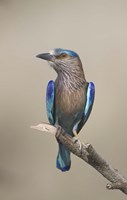 Close-up of an Indian roller (Coracias benghalensis), India by Panoramic Images - 15" x 24", FulcrumGallery.com brand