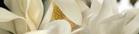 Close up of Magnolia Fflowers Fine Art Print