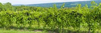Grapevines in a vineyard, Finger Lakes, New York State, USA Fine Art Print