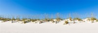 Sand dunes on Gulf Of Mexico, Orange Beach, Baldwin County, Alabama, USA by Panoramic Images - 36" x 12"