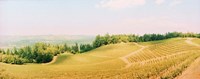 Vineyards in spring, Napa Valley, California Fine Art Print