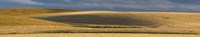 Wheat field, Palouse, Washington State, USA by Panoramic Images - 36" x 12"