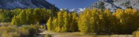 Quaking aspens (Populus tremuloides) in autumn, Californian Sierra Nevada, Bishop, California, USA Fine Art Print