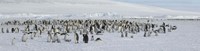 Emperor penguins (Aptenodytes forsteri) colony at snow covered landscape, Snow Hill Island, Antarctica Fine Art Print