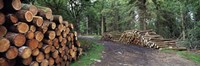 Stacks of logs in forest, Burrator Reservoir, Dartmoor, Devon, England Fine Art Print