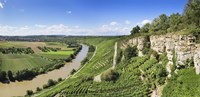 High angle view of vineyards, Neckar River, Hessigheim, Baden-Wurttemberg, Germany Fine Art Print
