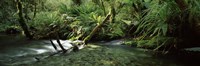 Divide Creek flowing through a forest, Hollyford River, Fiordland National Park, South Island, New Zealand Fine Art Print