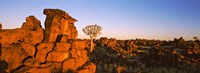 Quiver tree (Aloe dichotoma) growing in rocks, Devil's Playground, Namibia Fine Art Print