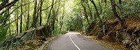 Road passing through an indigenous forest, Mahe Island, Seychelles Fine Art Print