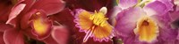 Details of red and violet Orchid flowers Fine Art Print
