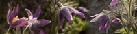 Details of purple furry flowers Fine Art Print