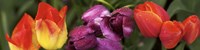 Multiple images of tulip flowers Fine Art Print