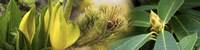 Close-up of buds of pine tree Fine Art Print