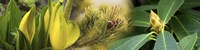 Close-up of buds of pine tree by Panoramic Images - 48" x 12"