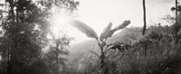 Sunlight through trees in a forest in black and white, Chiang Mai Province, Thailand Fine Art Print