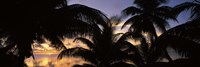 Silhouette of palm trees at sunset, Aitutaki, Cook Islands Fine Art Print