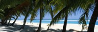 Palm trees on the beach, Aitutaki, Cook Islands Fine Art Print