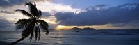 Silhouette of coconut palm tree at sunset, from Anse Severe Beach, La Digue Island, Seychelles Fine Art Print