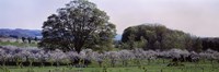 Cherry trees in an Orchard, Michigan, USA by Panoramic Images - 36" x 12"