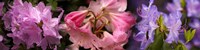 Colorful rhododendrons flowers by Panoramic Images - 48" x 12"