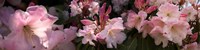 Close-up of pink rhododendron flowers Fine Art Print