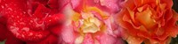 Close-up of three Rose flowers Fine Art Print