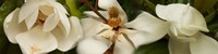 Close-up of white magnolia flowers Fine Art Print