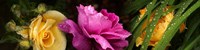 Close-up of roses by Panoramic Images - 48" x 12"