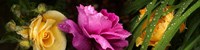 Close-up of roses Fine Art Print
