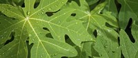 Raindrops on papaya tree leaves, La Digue, Seychelles Fine Art Print