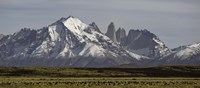 Field with snowcapped mountains, Paine Massif, Torres del Paine National Park, Magallanes Region, Patagonia, Chile Fine Art Print