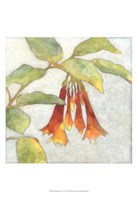 Fuchsia Blooms I Fine Art Print