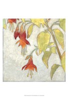 Fuchsia Blooms II Framed Print