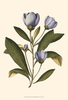 Lavender Floral IV Fine Art Print