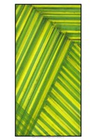 Line Study Green Fine Art Print