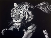 16" x 12" Tiger Pictures