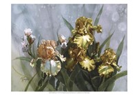 Hadfield Irises I Fine Art Print