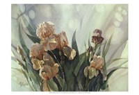 Hadfield Irises II Fine Art Print