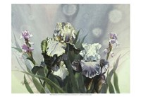 Hadfield Irises III Fine Art Print