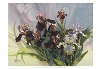 Hadfield Irises IV Fine Art Print