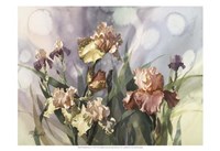 Hadfield Irises V Fine Art Print