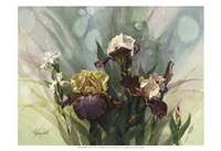 Hadfield Irises VI Fine Art Print