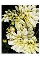 Lemon Dahlias I Fine Art Print
